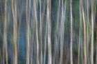 Abstract view of tree trunks-Great Smoky Mountains National Park-Tennessee Art Print